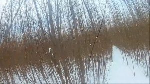 Охота с пневматикой.К вопросу о подранках.