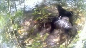 Зверовая охота с восточно сибирскими лайками