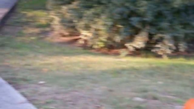 dogeing a fat cat honda смотреть онлайн