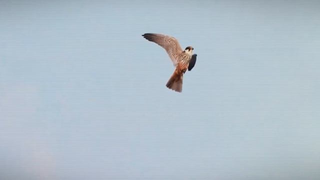 These Are the 10 Fastest Birds in the World | FactoPia смотреть онлайн