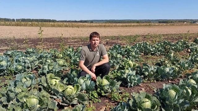 капуста в Лаишевки смотреть онлайн