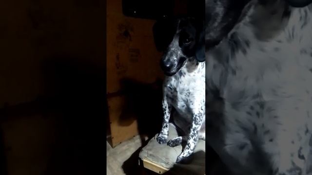 Изза овсяной печеньки 😅 #bim смотреть онлайн