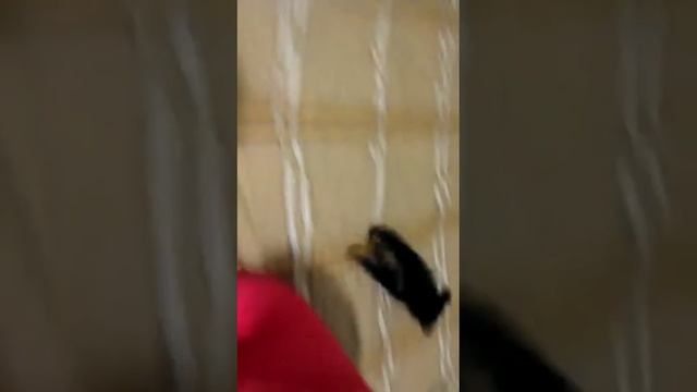 Щенок в бешенстве. смотреть онлайн