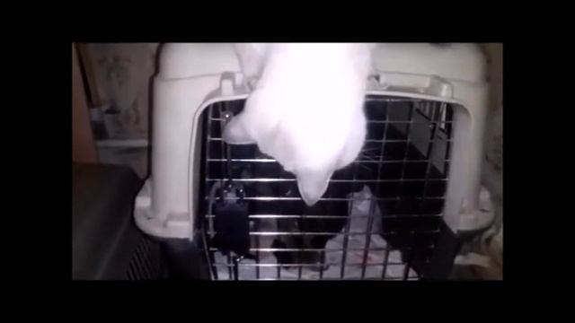 КОТ ПАПА РАЗГОВАРИВАЕТ С НОВОРОЖДЕННЫМИ КОТЯТАМИ. ОТЕЦ ГОДА. смотреть онлайн