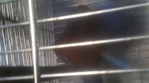 Спаривание розелл