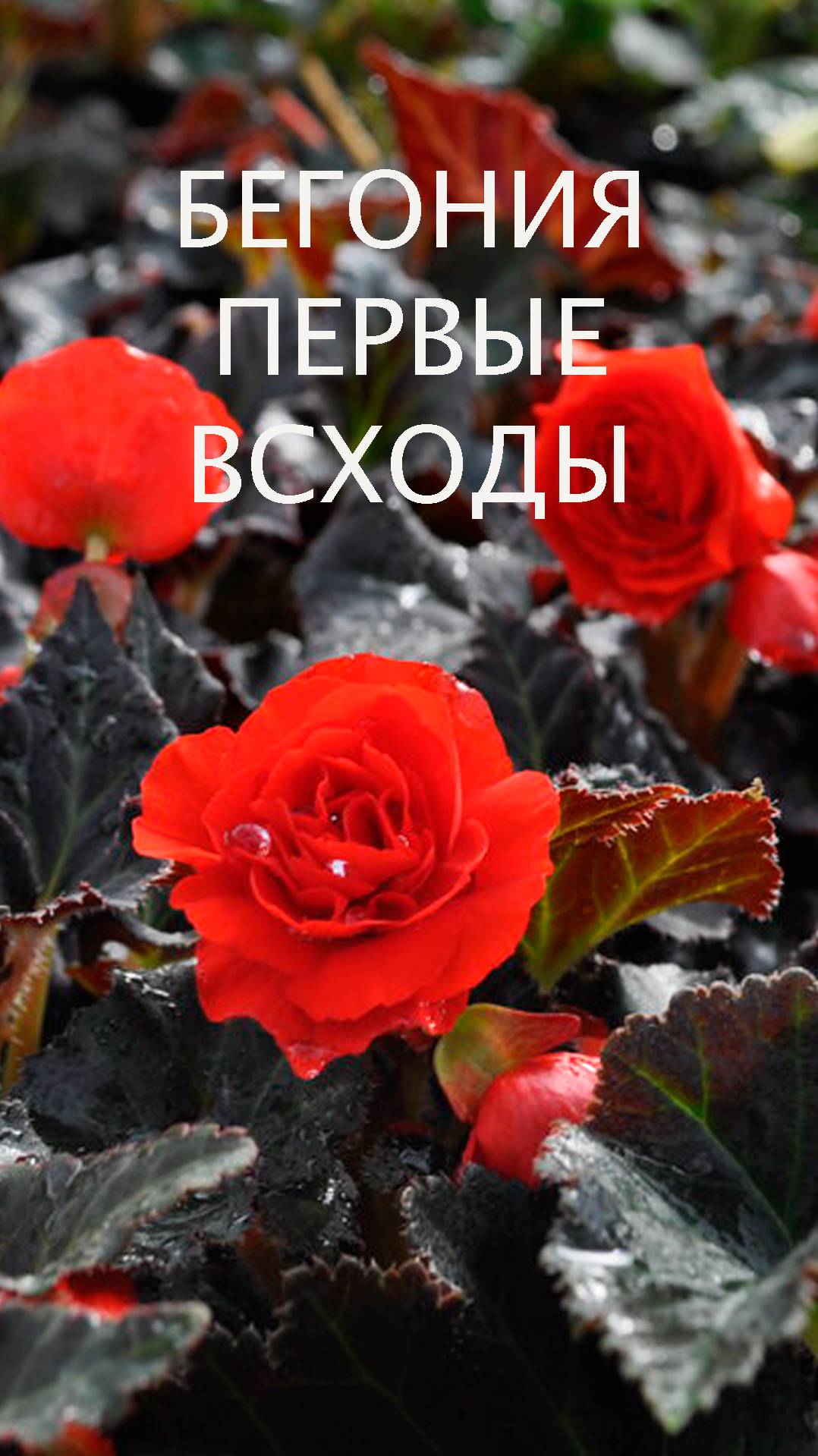 БЕГОНИЯ: первые всходы