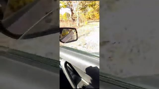 Мопс Митрофан лает на других собак. смотреть онлайн