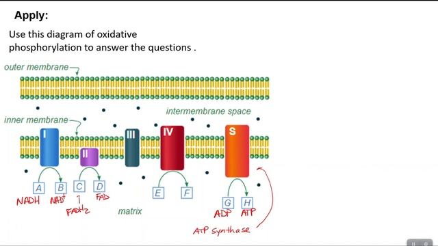 GOB 9.5: Electron Transport Chain смотреть онлайн