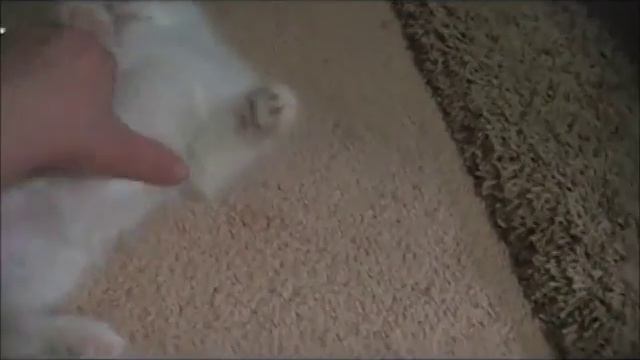 Highlander Kittens Playing смотреть онлайн