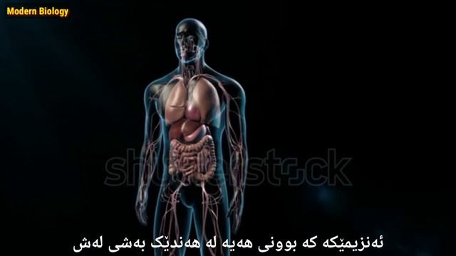 پشکنینەکانی فرمانی جگەر Liver Function Test(LFT) смотреть онлайн