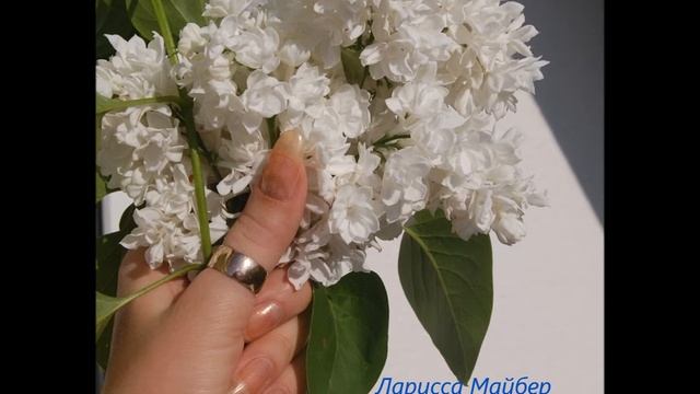 Ларисса Майбер  "Я стихами её нарисую". Читает автор.