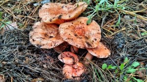 ЭТО НАДО ВИДЕТЬ!!! ЦАРСКИЕ РЫЖИКИ заполонили лес. Сбор грибов 2023