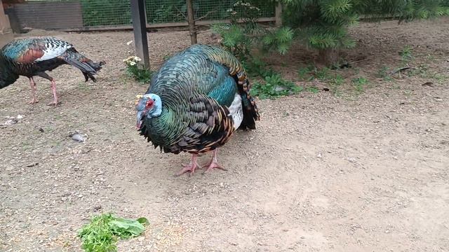 Глазчатые индейки со своим птенцом. смотреть онлайн