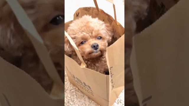 black-eyed puppy смотреть онлайн