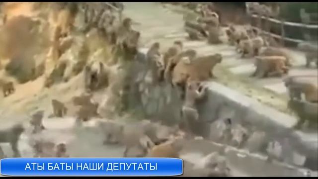 ПЕСНЯ ПРО ДЕПУТАТОВ И ВОРОВ ВЛАДИМИР ВИНТ смотреть онлайн