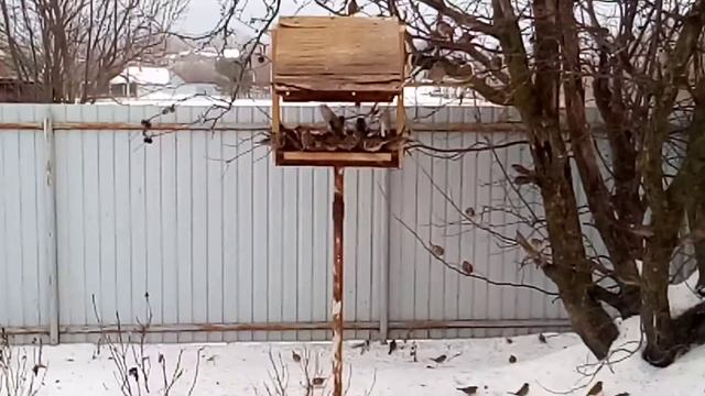 Моя кормушка смотреть онлайн