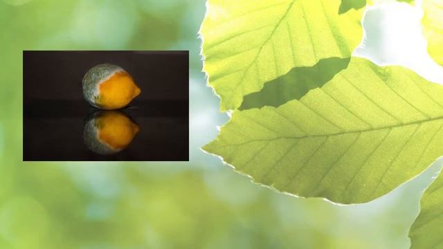 7 Powerful Mental Benefits Of Green Juicing