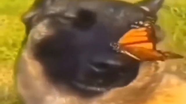 собака с бабочкой на носу смотреть онлайн