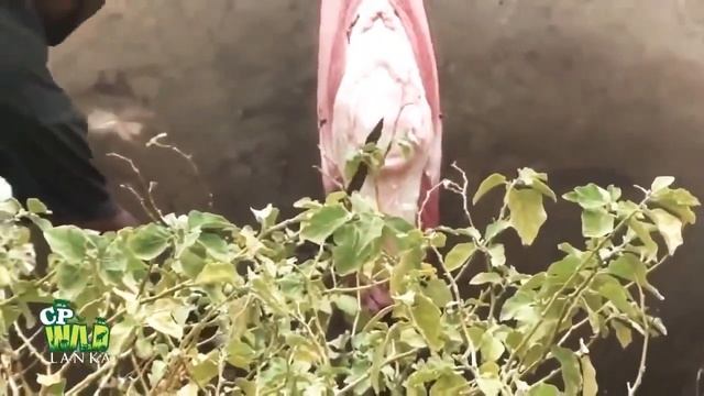 Dead elephant is exploding like a bomb Watch it 🐘 OMG MUST SEE смотреть онлайн