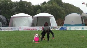 Нарезка с чемпионата европы 2024 - варианты дог-кетча (спортсмен ловит собаку ловящую диск)