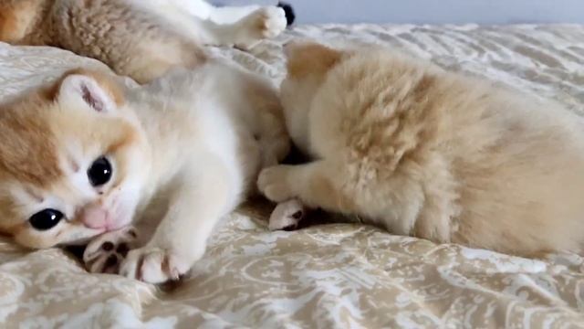 Любовь♥️ смотреть онлайн