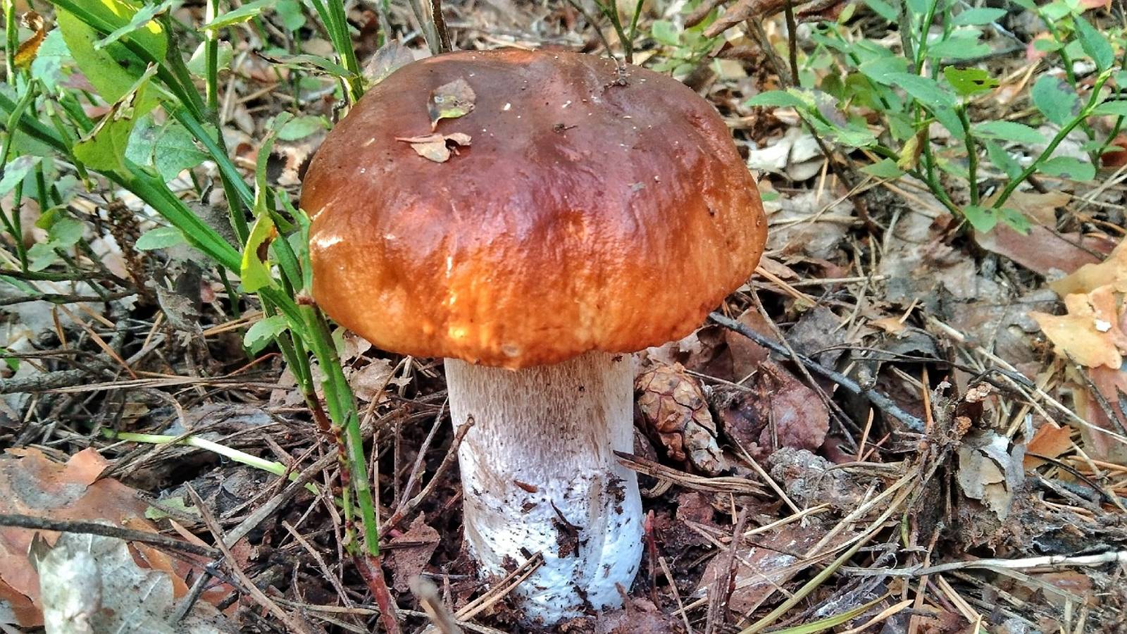 МОЩНЫЙ ПОХОД ЗА ГРИБАМИ!!! Нарвались на поляны белых и подосиновиков. смотреть онлайн