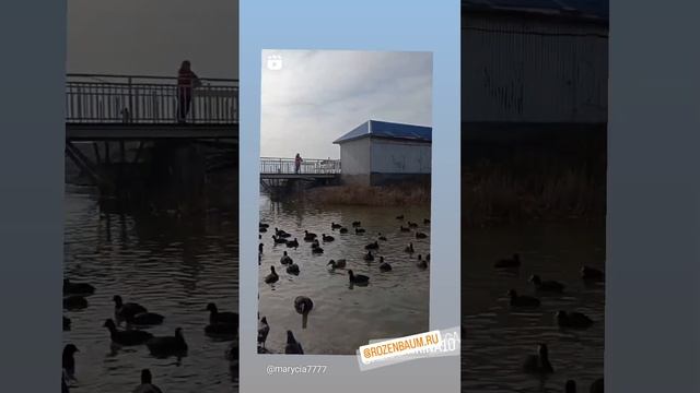 Утки летят высоко... Новороссийск смотреть онлайн