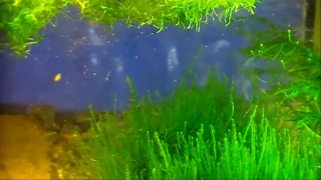 #Aquarium. Мoй аквариум с мхами, из архива. смотреть онлайн