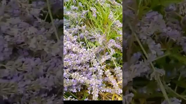 Метелик схожий на колібрі. #Бражник.Metelyk skhozhyy na kolibri. #Brazhnyk. смотреть онлайн