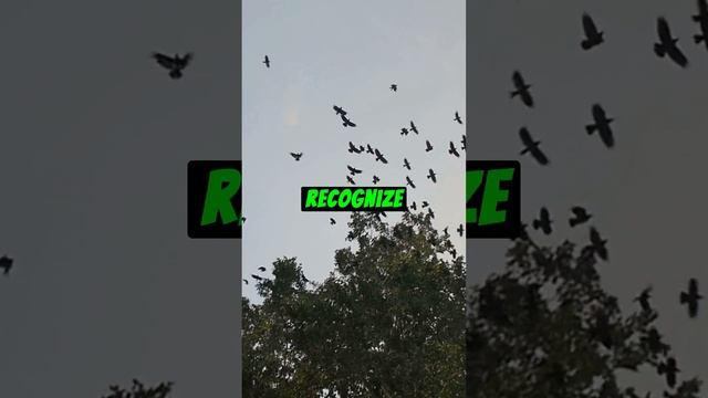 Crows Are Smart? смотреть онлайн