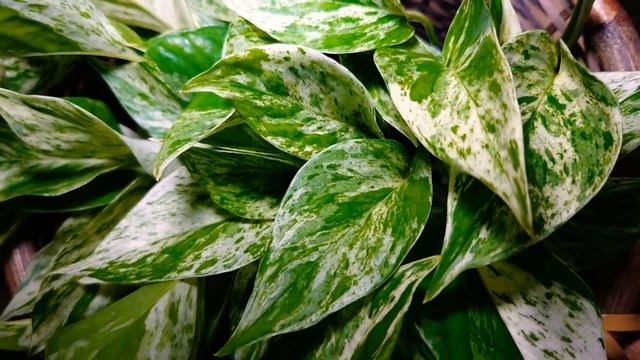 #EasyToCare #LowLightsPlant #JapanGlobalHybrid EPIPREMNUM AUREUM I POTHOS POTHOS Ⅰ IDENTIFICATION смотреть онлайн