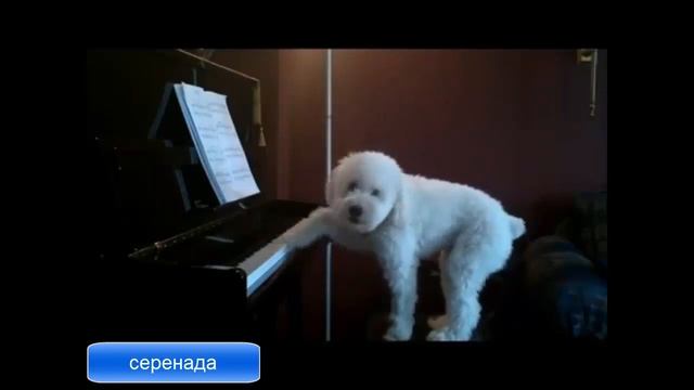 Собак поющий серенаду смотреть онлайн