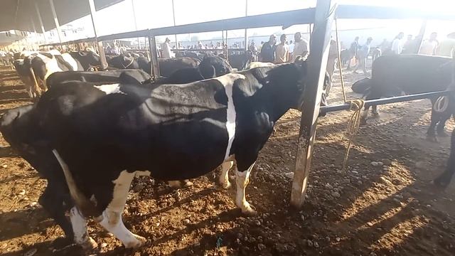 Панҷшанбе Бозори Ғулакандоз нархи молҳои оча бача ва гусфандҳо,гушт, хошокҳо пресс 24 август смотреть онлайн