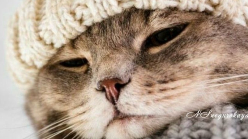 Амели амели