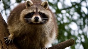 Звуки енота