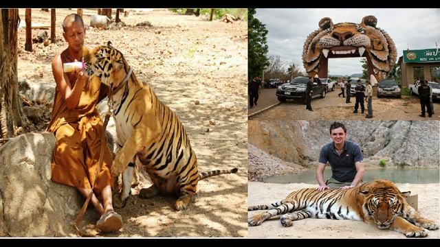 ટાઈગર ટેમ્પલ કંચનબૂરી | વાઘ મંદિર થાઇલેન્ડ | Tiger Temple Kanchanaburi Thailand смотреть онлайн