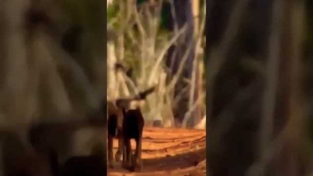 #viral #facts #song #viral #video #amazing #facts #viral #amazingfacts #viral #video смотреть онлайн