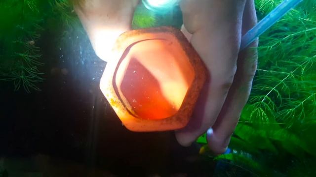 How to Set Up an Egg Tumbler - We Have Peacock Gudgeon Eggs! смотреть онлайн