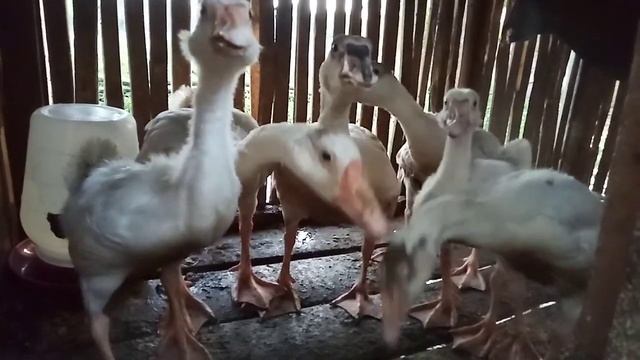 My Livestock Animals!!! смотреть онлайн