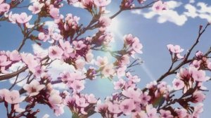 Футаж цветущая яблоня