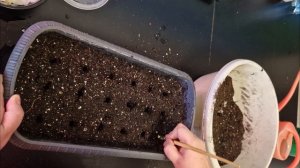 Посев гороха в кашпо для огород на балконе. #огороддома #рассада #горох #семена #огороднабалконе