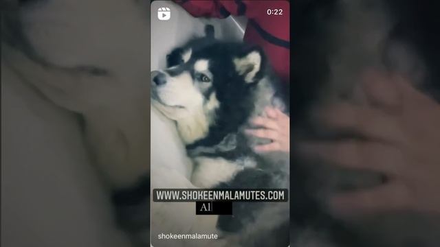 Our Black and White Alaskan Malamute Girl "Shokeenmalamutes ALECIA". смотреть онлайн