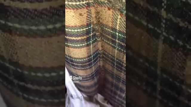 Уничтожение Клопов