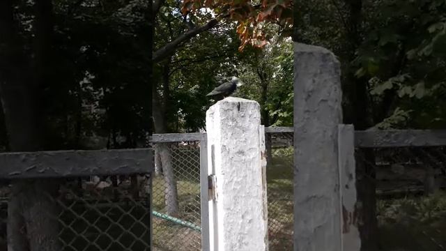 Птичку жалко.. бедный голубь 😔 смотреть онлайн