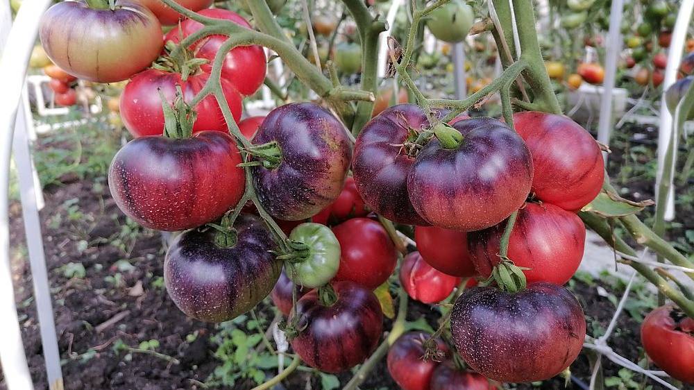 Супер ТОМАТЫ из пасынков! (Часть 1) смотреть онлайн