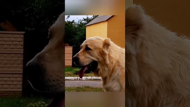 Джиган внук Бугра,1,9 года 95 кг смотреть онлайн