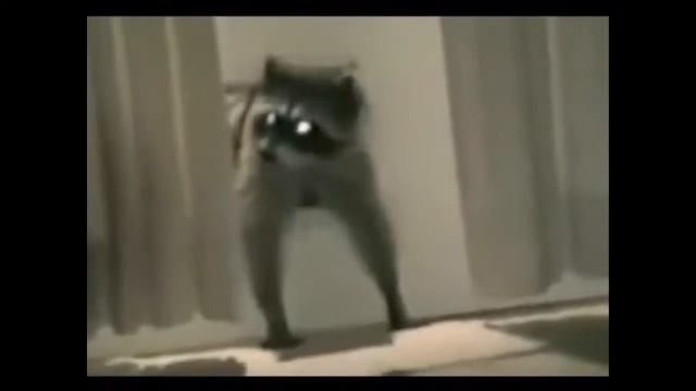 Енот домушник романтики с большой дороги Песня смотреть онлайн