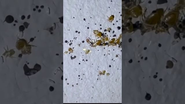 Уничтожение Клопов Долгопрудный