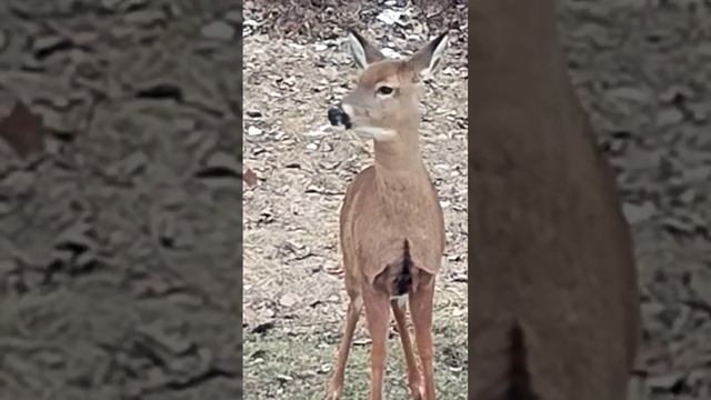 is this a doe grunt or bleat sound? 🦌#deer #deersounds смотреть онлайн