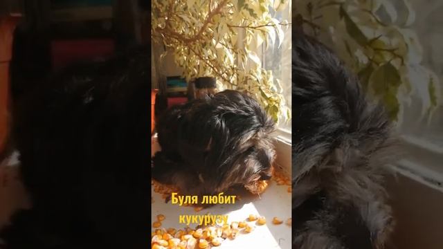 Кукуруза топ смотреть онлайн